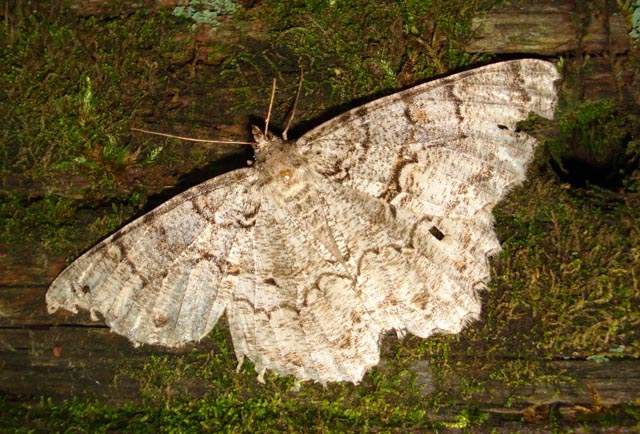moth varieties