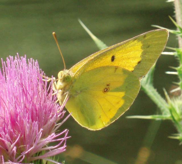 Лимонница желтая бабочка сидит. COLIAS philodice. Жёлтая бабочка. Желтая бабочка на Урале. Желто белая бабочка название.